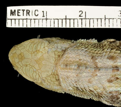 Слика од Leiocephalus melanochlorus Cope 1863