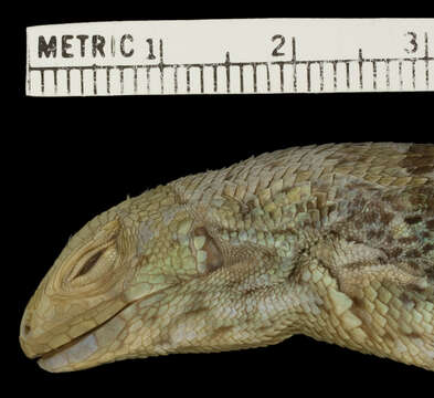 Image of Jeremie Curlytail Lizard