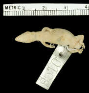 صورة Sphaerodactylus docimus Schwartz & Garrido 1985