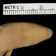 Image of Mindoro Short-legged Skink