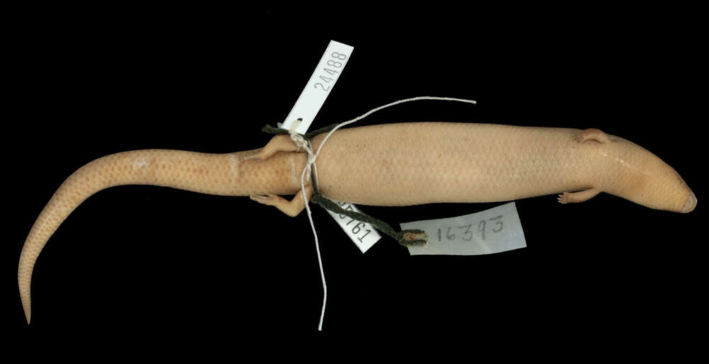 Image of Mindoro Short-legged Skink
