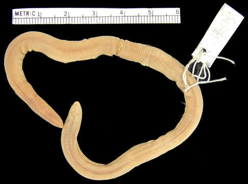 Image of Mann's  Worm Lizard