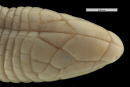 Image of Lacertoidea