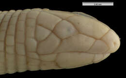 Image of Mann's  Worm Lizard