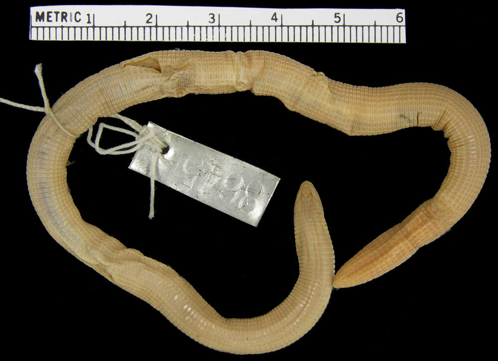 Image of Mann's  Worm Lizard