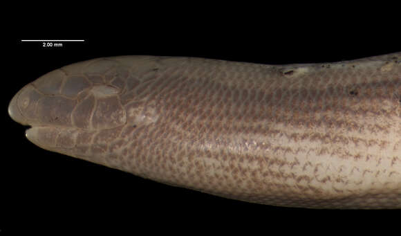 Image of California legless lizard