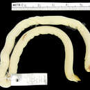 Image of Western Congo Worm Lizard