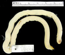 Image of Western Congo Worm Lizard