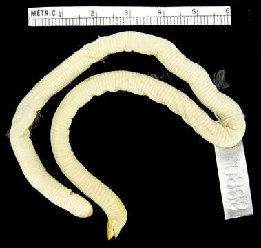 Image of Western Congo Worm Lizard