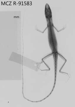Image of agamid lizards