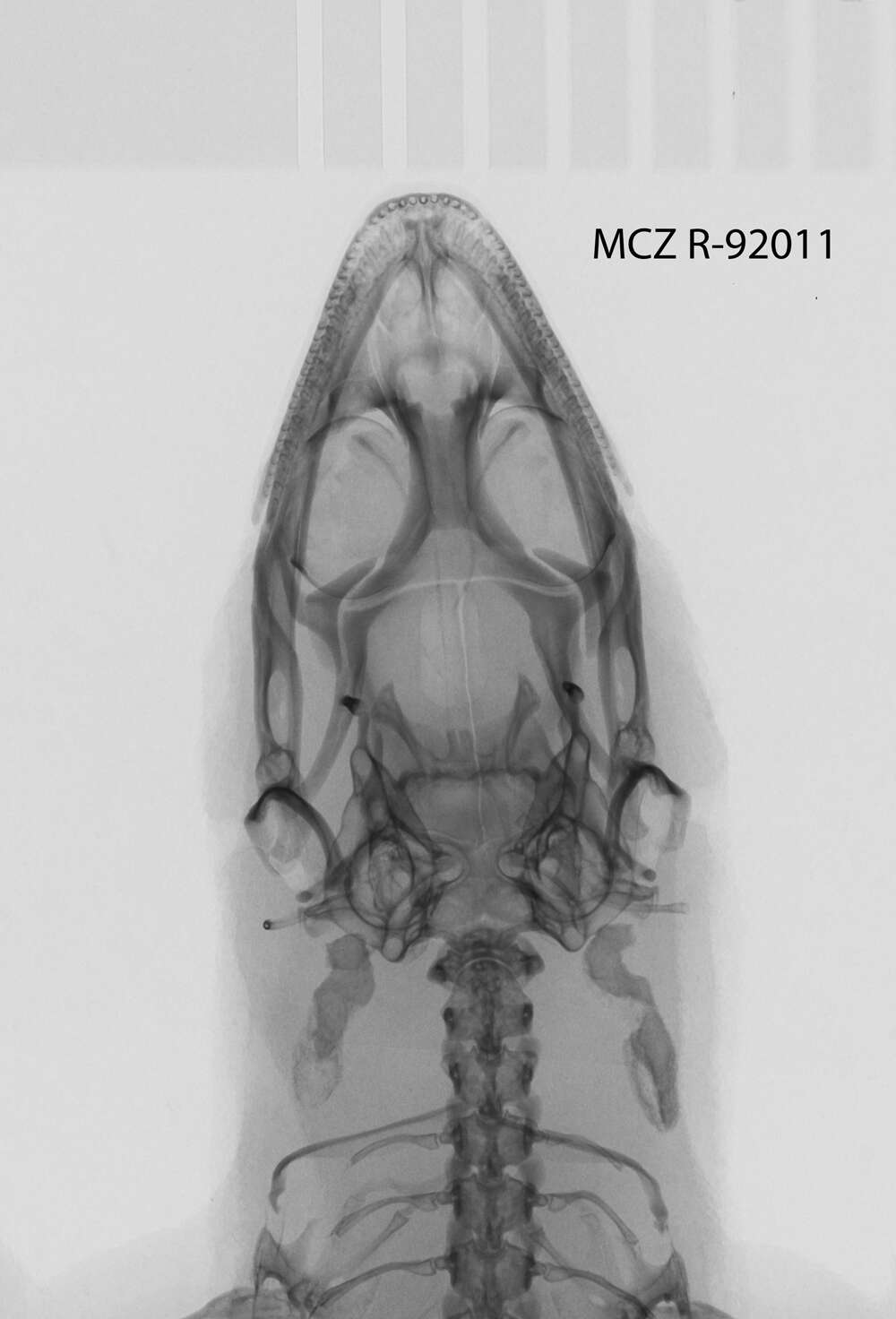 Image of Sphaerodactylus corticola soter Schwartz 1968