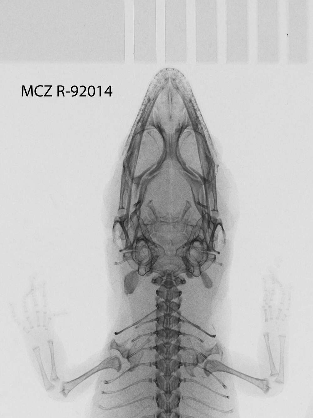 Image of Sphaerodactylus corticola soter Schwartz 1968