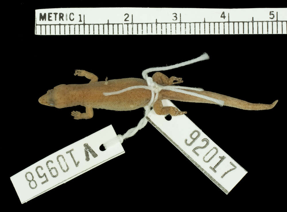 Image of Sphaerodactylus corticola campter Schwartz 1968