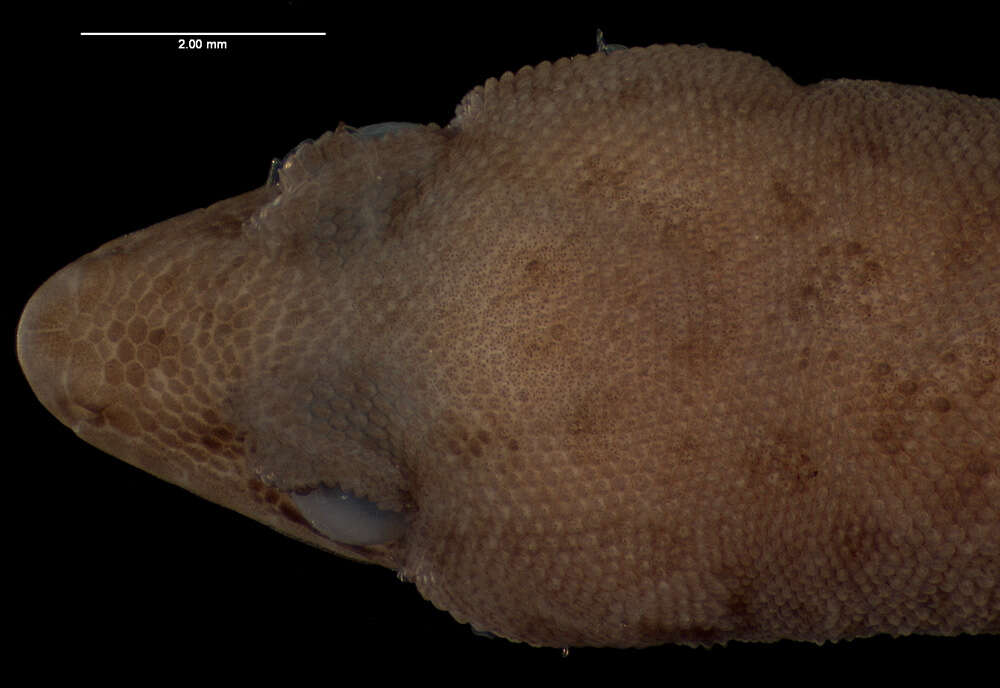 Image of Sphaerodactylus corticola campter Schwartz 1968