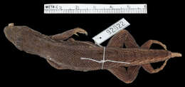 Image of Leiocephalus stictigaster celeustes Schwartz & Garrido 1968