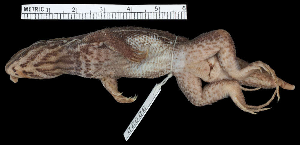 Image of Leiocephalus stictigaster celeustes Schwartz & Garrido 1968