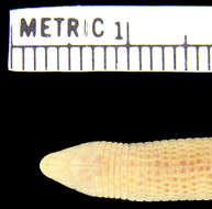 Image of Dry Worm Lizard