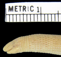 Image of Dry Worm Lizard