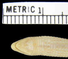 Image of Dry Worm Lizard