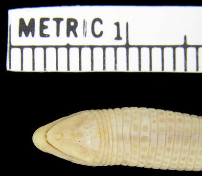 Image of Dry Worm Lizard