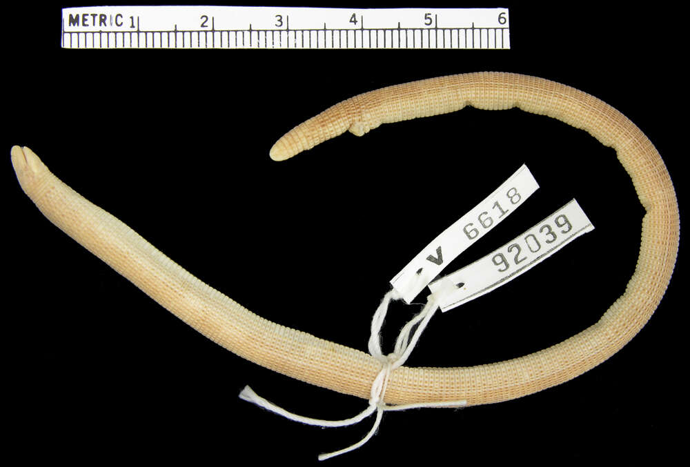 Image of Dry Worm Lizard