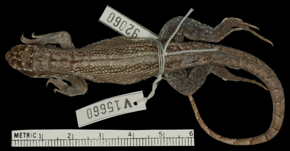 Image of Leiocephalus personatus poikilometes Schwartz 1969