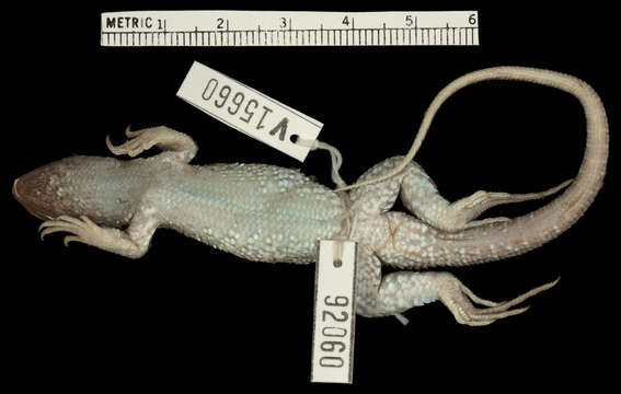 Image of Leiocephalus personatus poikilometes Schwartz 1969