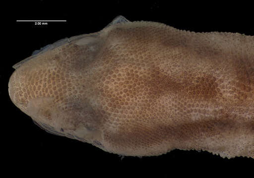 Image of Two-striped sphaero