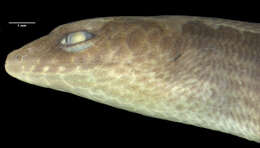 Image of Slevin's Elf Skink