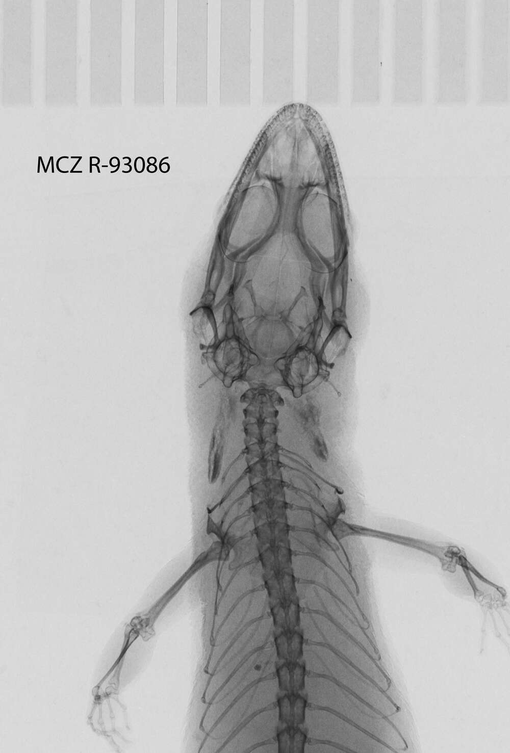 Imagem de <i>Sphaerodactylus brevirostratus enriquilloensis</i>