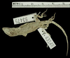 Anolis litoralis Garrido 1975 resmi