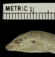 Anolis litoralis Garrido 1975 resmi