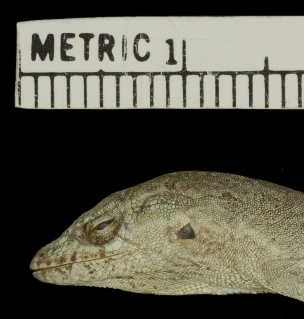 Anolis litoralis Garrido 1975 resmi