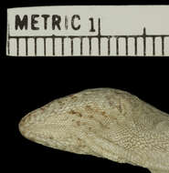 Anolis litoralis Garrido 1975 resmi