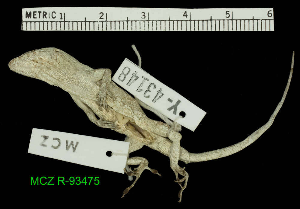 Anolis litoralis Garrido 1975 resmi