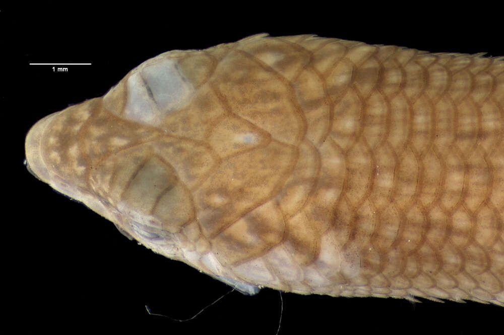 Image of Eroticoscincus