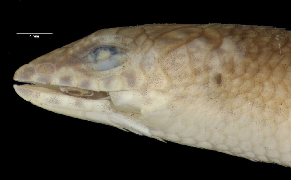 Image of Eroticoscincus