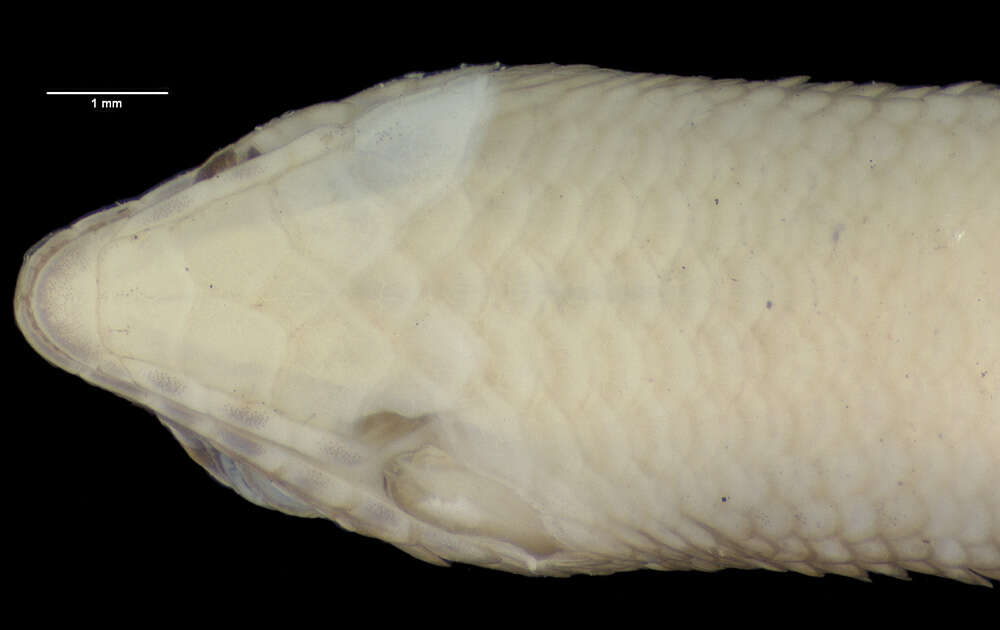 Image of Eroticoscincus