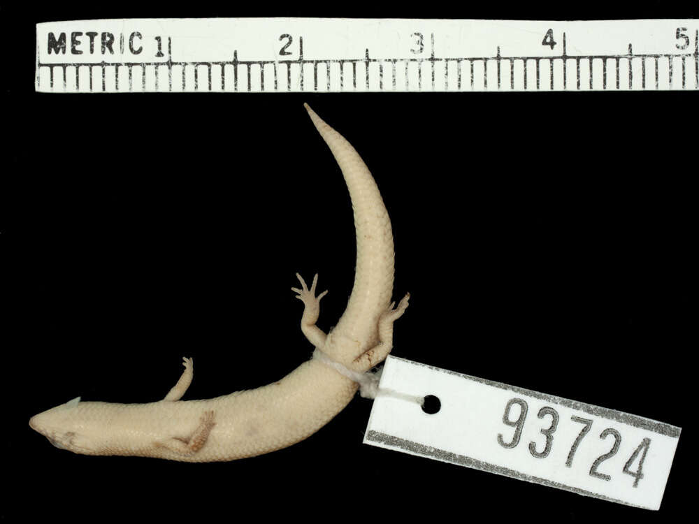 Image of Eroticoscincus