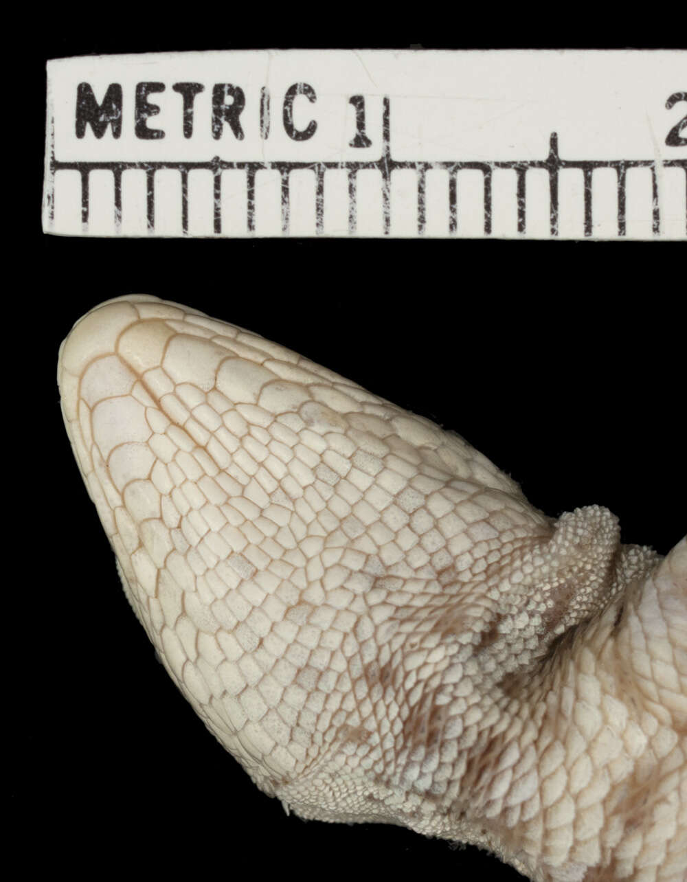 Image of Galapagos Lava Lizard