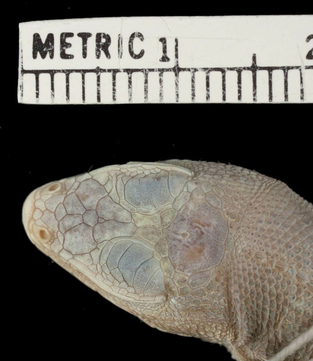 Plancia ëd Microlophus albemarlensis albemarlensis (Baur 1890)