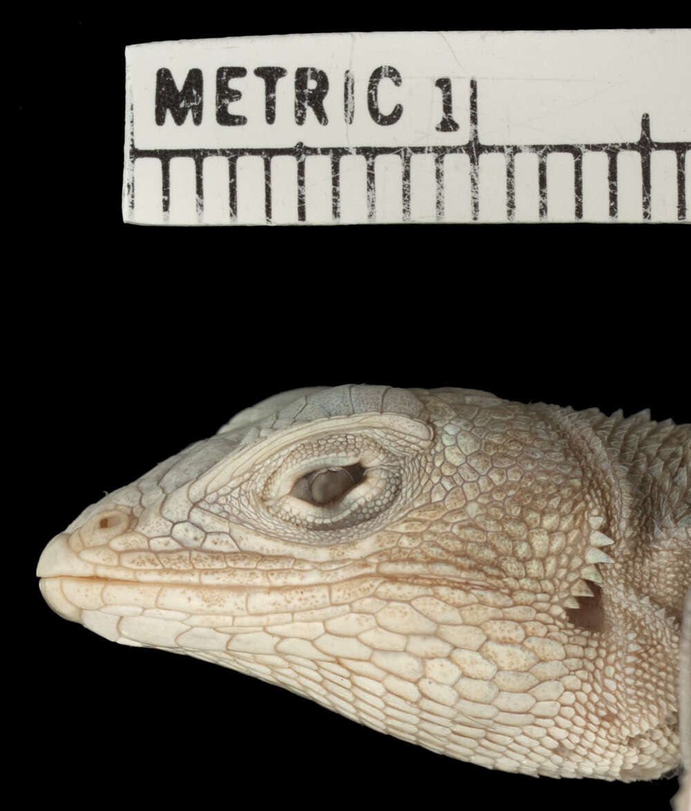 Image of Galapagos Lava Lizard