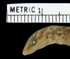 Image of Shieldhead Gecko