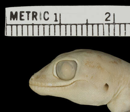 Image of <i>Stenodacytlus guttatus</i>