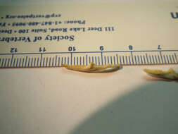 Image of Chalcides ocellatus ocellatus (Forskal 1775)