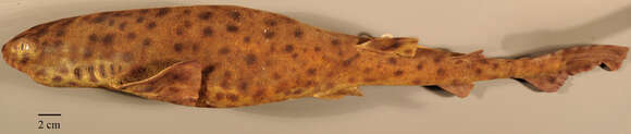 Image of Swell Shark