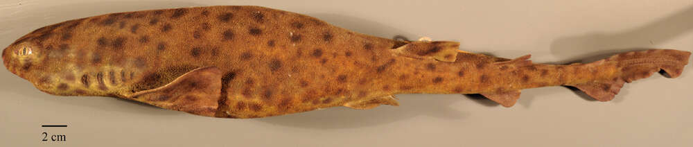 Image of Swell Shark