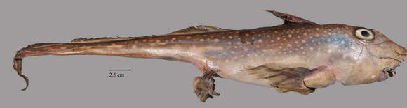 Image of Spotted Ratfish
