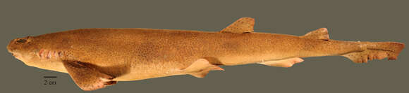 Image of Lesser Spotted Dogfish