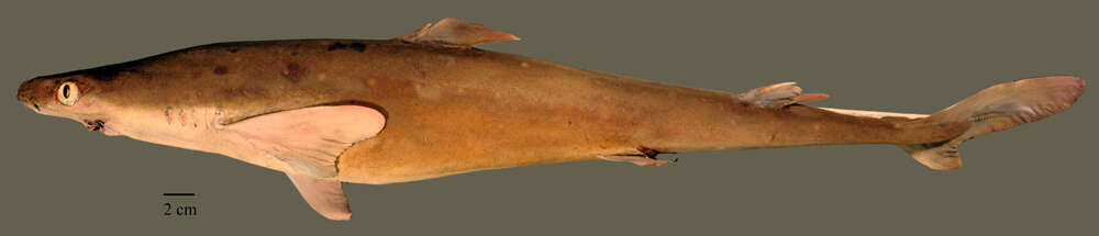 Image of squaliform sharks